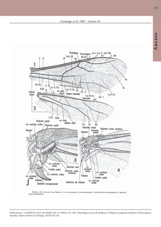 253
Anexos
Camargo et al. 1967 - Anexo 10
Publicado por: CAMARGO, J.M.F. De; KERR, W.E. & LOPES, C.R. 1967. Morfologia externa de Melipona ( Melipona) marginata Lepeletier (Hymenoptera,
Apoidae). Papeis Avulsos de Zoologia, 20(20):229-258.
 
