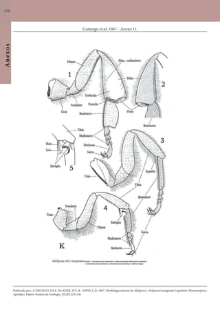 254
Anexos
Camargo et al. 1967 - Anexo 11
Publicado por: CAMARGO, J.M.F. De; KERR, W.E. & LOPES, C.R. 1967. Morfologia externa de Melipona ( Melipona) marginata Lepeletier (Hymenoptera,
Apoidae). Papeis Avulsos de Zoologia, 20(20):229-258.
 
