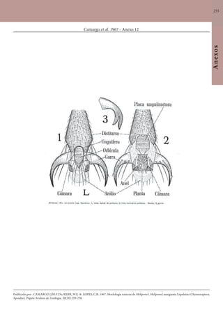 255
Anexos
Camargo et al. 1967 - Anexo 12
Publicado por: CAMARGO, J.M.F. De; KERR, W.E. & LOPES, C.R. 1967. Morfologia externa de Melipona ( Melipona) marginata Lepeletier (Hymenoptera,
Apoidae). Papeis Avulsos de Zoologia, 20(20):229-258.
 