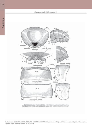 256
Anexos
Camargo et al. 1967 - Anexo 13
Publicado por: CAMARGO, J.M.F. De; KERR, W.E. & LOPES, C.R. 1967. Morfologia externa de Melipona ( Melipona) marginata Lepeletier (Hymenoptera,
Apoidae). Papeis Avulsos de Zoologia, 20(20):229-258.
 