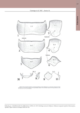257
Anexos
Camargo et al. 1967 - Anexo 14
Publicado por: CAMARGO, J.M.F. De; KERR, W.E. & LOPES, C.R. 1967. Morfologia externa de Melipona ( Melipona) marginata Lepeletier (Hymenoptera,
Apoidae). Papeis Avulsos de Zoologia, 20(20):229-258.
 