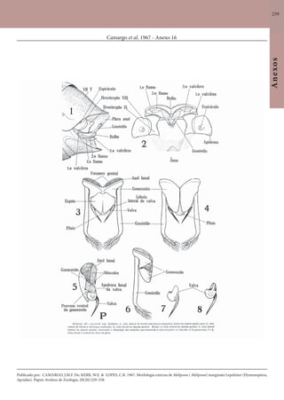 259
Anexos
Camargo et al. 1967 - Anexo 16
Publicado por: CAMARGO, J.M.F. De; KERR, W.E. & LOPES, C.R. 1967. Morfologia externa de Melipona ( Melipona) marginata Lepeletier (Hymenoptera,
Apoidae). Papeis Avulsos de Zoologia, 20(20):229-258.
 