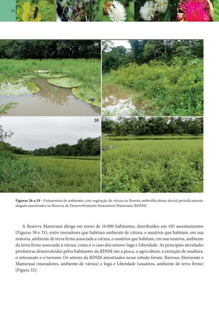34
Figuras 26 a 29 - Fisionomias de ambientes com vegetação de várzea ou floresta ombrófila densa aluvial periodicamente
alagada amostrados na Reserva de Desenvolvimento Sustentável Mamirauá (RDSM).
27
2928
A Reserva Mamirauá abriga em torno de 10.000 habitantes, distribuídos em 185 assentamentos
(Figuras 30 e 31), entre moradores que habitam ambiente de várzea, e usuários que habitam, em sua
maioria, ambiente de terra firme associada a várzea, e usuários que habitam, em sua maioria, ambiente
da terra firme associada à várzea, como é o caso dos setores Ingá e Liberdade. As principais atividades
produtivas desenvolvidas pelos habitantes da RDSM são a pesca, a agricultura, a extração de madeira,
o artesanato e o turismo. Os setores da RDSM amostrados nesse estudo foram: Barroso, Horizonte e
Mamirauá (moradores, ambiente de várzea) e Ingá e Liberdade (usuários, ambiente de terra firme)
(Figura 32).
 