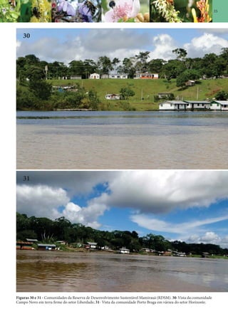 35
Figuras 30 e 31 - Comunidades da Reserva de Desenvolvimento Sustentável Mamirauá (RDSM). 30-Vista da comunidade
Campo Novo em terra firme do setor Liberdade; 31- Vista da comunidade Porto Braga em várzea do setor Horizonte.
30
31
 