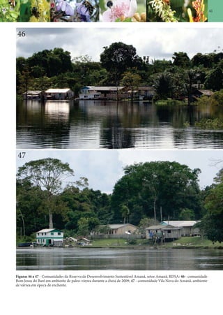 41
Figuras 46 a 47 - Comunidades da Reserva de Desenvolvimento Sustentável Amanã, setor Amanã, RDSA: 46 - comunidade
Bom Jesus do Baré em ambiente de paleo-várzea durante a cheia de 2009; 47 - comunidade Vila Nova do Amanã, ambiente
de várzea em época de enchente.
46
47
 