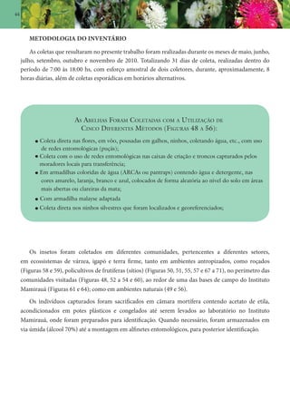 44
METODOLOGIA DO INVENTÁRIO
As coletas que resultaram no presente trabalho foram realizadas durante os meses de maio, junho,
julho, setembro, outubro e novembro de 2010. Totalizando 31 dias de coleta, realizadas dentro do
período de 7:00 às 18:00 hs, com esforço amostral de dois coletores, durante, aproximadamente, 8
horas diárias, além de coletas esporádicas em horários alternativos.
Os insetos foram coletados em diferentes comunidades, pertencentes a diferentes setores,
em ecossistemas de várzea, igapó e terra firme, tanto em ambientes antropizados, como roçados
(Figuras 58 e 59), policultivos de frutíferas (sítios) (Figuras 50, 51, 55, 57 e 67 a 71), no perímetro das
comunidades visitadas (Figuras 48, 52 a 54 e 60), ao redor de uma das bases de campo do Instituto
Mamirauá (Figuras 61 e 64); como em ambientes naturais (49 e 56).
Os indivíduos capturados foram sacrificados em câmara mortífera contendo acetato de etila,
acondicionados em potes plásticos e congelados até serem levados ao laboratório no Instituto
Mamirauá, onde foram preparados para identificação. Quando necessário, foram armazenados em
via úmida (álcool 70%) até a montagem em alfinetes entomológicos, para posterior identificação.
AS ABELHAS FORAM COLETADAS COM A UTILIZAÇÃO DE
CINCO DIFERENTES MÉTODOS (FIGURAS 48 A 56):
Coleta direta nas flores, em vôo, pousadas em galhos, ninhos, coletando água, etc., com uso
de redes entomológicas (puçás);
Coleta com o uso de redes entomológicas nas caixas de criação e troncos capturados pelos
moradores locais para transferência;
Em armadilhas coloridas de água (ARCAs ou pantraps) contendo água e detergente, nas
cores amarelo, laranja, branco e azul, colocados de forma aleatória ao nível do solo em áreas
mais abertas ou clareiras da mata;
Com armadilha malayse adaptada
Coleta direta nos ninhos silvestres que foram localizados e georeferenciados;
 
