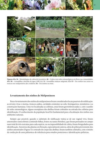 45
Figuras 48 a 56 - Metodologias de coleta do inventário: 48 – Coleta com redes entomológicas em flores nas comunidades;
49 e 50 – Armadilhas coloridas de água (ARCAs); 51- Armadilha malayse adaptada; 52 a 55 – Em ninhos nas caixas ou
troncos nos meliponários dos criadores; 56 – Em ninhos na mata.
Levantamento dos ninhos de Meliponíneos
Paraolevantamentodosninhosdemeliponíneosforamconsideradoslocaispassíveisdenidificação:
as árvores vivas e mortas, troncos caídos, cavidades existentes no solo, formigueiros, termiteiros e as
construções humanas. Uma vez localizadas as colônias, estas foram georreferenciadas e, com o auxílio
de redes entomológicas, alguns exemplares das abelhas foram coletados na entrada das colônias para
identificação. O conhecimento da população local foi fundamental para a localização dos ninhos nos
ambientes naturais.
Sempre que possível, quando o substrato de nidificação tratou-se de um vegetal vivo, foram
amostrados ramos férteis (contendo folhas, frutos ou ramos floridos), que foram prensados no campo
num total de três exsicatas para cada espécie, ou na impossibilidade de coleta, foram fotografados para
identificação. Amostras das plantas em floração, especialmente anteras, além do pólen proveniente dos
ninhos amostrados (Figura 5) e retirado do corpo das abelhas, foram também coletados, com o intuito
de confecção de uma palinoteca de referência para estudos posteriores e identificações polínicas.
 