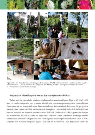 46
Figuras 57 a 66 - Procedimentos metodológicos do inventário: 57 a 60 – Coletas em flores e ninhos em sítios, roçados e
comunidades; 61 – Casa do Baré, base de Campo do IDSM; 62 e 63, 65 e 66 – Montagem das abelhas em campo;
64 - Planejamento das atividades de campo.
Preparação, identificação e tombo dos exemplares de abelhas:
Todo o material coletado foi triado, montado em alfinetes entomológicos (Figuras 62, 53, 65 e 66),
seco em estufas, etiquetado para posterior identificação e armazenagem em gavetas entomológicas.
Posteriormente, os insetos coletados foram enviados ao Laboratório de Bionomia, Biogeografia e
Sistemática de Insetos (BIOSIS), do Instituto de Biologia da Universidade Federal da Bahia (UFBA),
unidade associada ao Museu de História Natural da UFBA (MHNBA-MZUFBA), para identificação.
No Laboratório BIOSIS (UFBA), os espécimes coletados foram estudados morfologicamente,
identificados, medidos e fotografados com a utilização de microscópio estereoscópico Leica M165C,
acoplado com máquina fotográfica digital Leica DFC295 e o software Leica Application Suite V4.1
 