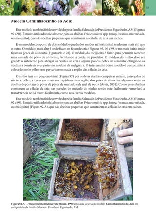 55
Modelo Caminhãozinho do Adú:
Esse modelo também foi desenvolvido pela família Schwade de Presidente Figueiredo, AM (Figuras
92 a 98). É muito utilizado inicialmente para as abelhas Frieseomelitta spp. (moça-branca, marmelada,
ou mosquito), que são abelhas pequenas que constroem as células de cria em cachos.
É um modelo composto de dois módulos quadrados unidos na horizontal, sendo um mais alto que
o outro. O módulo mais alto é onde ficam os favos de cria (Figuras 95, 96 e 98) e no mais baixo, onde
ficam os potes de alimento (Figuras 94 e 98). O módulo da melgueira é baixo para permitir somente
uma camada de potes de alimento, facilitando a coleta de produtos. O módulo do ninho deve ser
grande o suficiente para abrigar as células de cria e alguns poucos potes de alimento, obrigando as
abelhas a construir seus potes no módulo da melgueira. O interessante desse modelo é que permite a
coleta de mel e pólen sem perturbar em nada a região das células de cria.
O ninho tem um pequeno túnel (Figura 97) por onde as abelhas campeiras entram, carregadas de
néctar e pólen, e conseguem acessar rapidamente a região dos potes de alimento; algumas vezes, as
abelhas depositam os potes de pólen de um lado e de mel de outro (Assis, 2001). Como essas abelhas
constroem as células de cria nas paredes do módulo do ninho, sendo este facilmente removível, a
transferência se dá muito facilmente, como nos outros modelos.
Esse modelo também foi desenvolvido pela família Schwade de Presidente Figueiredo, AM (Figuras
92 a 98). É muito utilizado inicialmente para as abelhas Frieseomelitta spp. (moça-branca, marmelada,
ou mosquito) (Figura 92.A), que são abelhas pequenas que constroem as células de cria em cachos.
Figura 92.A – Frieseomelitta trichocerata Moure, 1990 em Caixa de criação modelo Caminhãozinho do Adú em
meliponário da família Schwade, Presidente Figueiredo, AM.
 