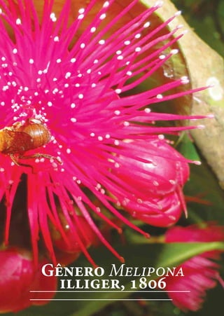 61
Melipona
Gênero Melipona
illiger, 1806
 