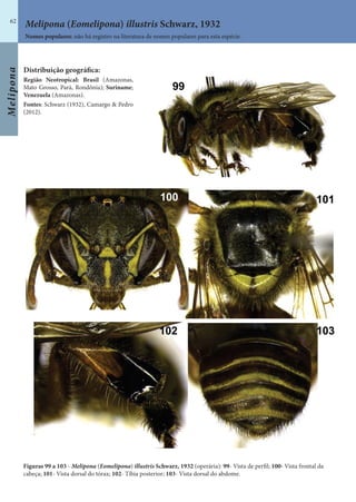 Melipona
62
Figuras 99 a 103 - Melipona (Eomelipona) illustris Schwarz, 1932 (operária): 99- Vista de perfil; 100- Vista frontal da
cabeça; 101- Vista dorsal do tórax; 102- Tíbia posterior; 103- Vista dorsal do abdome.
Distribuição geográfica:
Região Neotropical: Brasil (Amazonas,
Mato Grosso, Pará, Rondônia); Suriname;
Venezuela (Amazonas).
Fontes: Schwarz (1932), Camargo & Pedro
(2012).
Nomes populares: não há registro na literatura de nomes populares para esta espécie.
Melipona (Eomelipona) illustris Schwarz, 1932
 