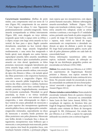 63
Melipona
Caracterização taxonômica: Abelhas de porte
médio, com comprimento total em torno de 7,4
mm (Figura 99); comprimento da asa anterior
5,7 mm; largura da cabeça 3,1 mm. Tegumento
predominantemente castanho-enegrecido. Estria
amarela acompanhando as órbitas internamente
(Figura 100), mais alargada no terço inferior,
ocupando quase todo o espaço entre as órbitas e
o clípeo; escapo com larga estria amarela na face
ventral, da base para o ápice; flagelo castanho
dorsalmente, amarelado na face ventral; clípeo
com uma estria larga amarela longitudinal
medianamente, e uma estria fina margeando o
bordo apical, mais alargada nos cantos laterais;
supraclipeal amarela; labro amarelo; mandíbulas
amarelas com base e ápice acastanhados; pronoto
amarelo em vista dorsal, igualmente os lobos
pronotais; mesoscuto margeado lateralmente por
estria amarela larga; axilas e escutelo amarelos
(Figura 101); pernas amarelo-méleas, com exceção
do ápice dos fêmures e tíbias, e da metade apical
das tíbias posteriores e dos respectivos basitarsos,
castanho escuros a enegrecidos (Figura 102);
uma estria amarelo pálida longitudinal na face
externa das tíbias anteriores e médias; basitarsos
médios amarelados, com faixa castanha larga na
metade posterior, longitudinalmente; membrana
alar levemente acastanhada. Pilosidade no geral
amarelada, na fronte e no vértice tendendo
para o amarelado-fusco e sem mistura de pelos
enegrecidos, e mais esbranquiçada no clípeo e
face ventral do corpo; pilosidade do mesoscuto e
da parte superior dos mesepisternos igualmente
amarelo pálida a fusca, com alguns pelos castanho-
enegrecidos misturados, especialmente no disco
do mesoscuto e escutelo; bordo posterior das
tíbias posteriores sem pelos plumosos. Mesoscuto
sem brilho devido à tesselação fina e densa do
tegumento; mesepisternos mais brilhosos que o
mesoscuto, e com pontuação mais marcada, porém
mais esparsa; área basal do propódeo fosca, com
tesselação bastante evidente, a pontuação pilígera
mais esparsa que nos mesepisternos, com alguns
pontos bastante marcados. Abdome subtriangular
amarelo-avermelhado brilhante (Figura 103);
tergos com tesselação evidente; tergos I a VI com
estria amarelo-viva subapical, sendo as estrias
estreitas e contínuas, e nos tergos II a V onduladas
acima, portando uma banda de pelos enegrecidos
a partir do tergo III (neste bastante fina, curta
e esparsa, mais visível na lateral do tergo),
aumentando em comprimento e densidade em
direção ao ápice do abdome a partir do tergo
III; tergo basal praticamente glabro, exceto pelo
tufo de pelos plumosos pálidos em cada lado da
concavidade basal.
Outras informações taxonômicas sobre esta
espécie, incluindo variações da coloração ao
longo de sua distribuição geográfica podem ser
encontradas em Schwarz (1932; 1948).
Hábitat: Em estudo feito por Oliveira et al. (1995)
em experimentos de fragmentação florestal
próximo a Manaus, essa espécie somente foi
encontrada em ambiente de mata contínua de terra
firme. No presente estudo foi encontrada na área
da comunidade em ambiente de terra firme/paleo-
várzea1
associada a igapó na cabeceira do Lago
Amanã (Figura 103.A).
Plantasvisitadaseoutroshábitos:Nesteestudofoi
encontrada visitando flores do açaizeiro (Euterpe
precatoria Martius - Arecaceae) na comunidade
Santa Luzia do Baré (setor Amanã, RDSA). Em
recopilação de registros da literatura feita por
Engel & Dingeman-Bakels (1980), esta espécie foi
indicada como visitante de flores de Sauvagesia
sprengelii St. Hil. (Ochnaceae). Em estudo feito
por Oliveira et al. (1995), a espécie foi capturada
utilizando isca atrativa com a essência Eugenol.
1
Segundo Irion et al., 2011
Melipona (Eomelipona) illustris Schwarz, 1932
 