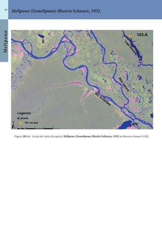 Melipona
64
Melipona (Eomelipona) illustris Schwarz, 1932
Figura 103.A - Locais de coleta da espécie Melipona (Eomelipona) illustris Schwarz, 1932 na Reserva Amanã (AM).
 