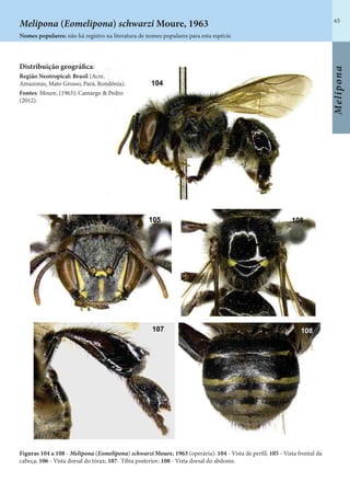 65
Melipona
Distribuição geográfica:
Região Neotropical: Brasil (Acre,
Amazonas, Mato Grosso, Pará, Rondônia).
Fontes: Moure, (1963); Camargo & Pedro
(2012).
Figuras 104 a 108 - Melipona (Eomelipona) schwarzi Moure, 1963 (operária): 104 - Vista de perfil; 105 - Vista frontal da
cabeça; 106 - Vista dorsal do tórax; 107- Tíbia posterior; 108 - Vista dorsal do abdome.
Nomes populares: não há registro na literatura de nomes populares para esta espécie.
Melipona (Eomelipona) schwarzi Moure, 1963
 
