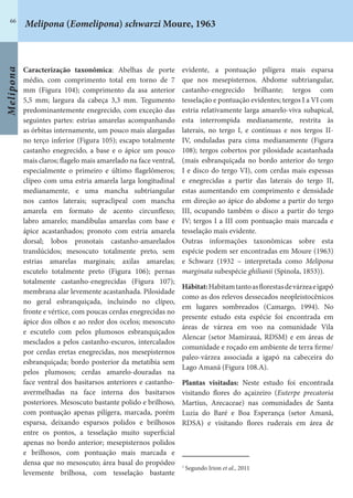 Melipona
66
Caracterização taxonômica: Abelhas de porte
médio, com comprimento total em torno de 7
mm (Figura 104); comprimento da asa anterior
5,5 mm; largura da cabeça 3,3 mm. Tegumento
predominantemente enegrecido, com exceção das
seguintes partes: estrias amarelas acompanhando
as órbitas internamente, um pouco mais alargadas
no terço inferior (Figura 105); escapo totalmente
castanho enegrecido, a base e o ápice um pouco
mais claros; flagelo mais amarelado na face ventral,
especialmente o primeiro e último flagelômeros;
clípeo com uma estria amarela larga longitudinal
medianamente, e uma mancha subtriangular
nos cantos laterais; supraclipeal com mancha
amarela em formato de acento circunflexo;
labro amarelo; mandíbulas amarelas com base e
ápice acastanhados; pronoto com estria amarela
dorsal; lobos pronotais castanho-amarelados
translúcidos; mesoscuto totalmente preto, sem
estrias amarelas marginais; axilas amarelas;
escutelo totalmente preto (Figura 106); pernas
totalmente castanho-enegrecidas (Figura 107);
membrana alar levemente acastanhada. Pilosidade
no geral esbranquiçada, incluindo no clípeo,
fronte e vértice, com poucas cerdas enegrecidas no
ápice dos olhos e ao redor dos ocelos; mesoscuto
e escutelo com pelos plumosos esbranquiçados
mesclados a pelos castanho-escuros, intercalados
por cerdas eretas enegrecidas, nos mesepisternos
esbranquiçada; bordo posterior da metatíbia sem
pelos plumosos; cerdas amarelo-douradas na
face ventral dos basitarsos anteriores e castanho-
avermelhadas na face interna dos basitarsos
posteriores. Mesoscuto bastante polido e brilhoso,
com pontuação apenas pilígera, marcada, porém
esparsa, deixando esparsos polidos e brilhosos
entre os pontos, a tesselação muito superficial
apenas no bordo anterior; mesepisternos polidos
e brilhosos, com pontuação mais marcada e
densa que no mesoscuto; área basal do propódeo
levemente brilhosa, com tesselação bastante
evidente, a pontuação pilígera mais esparsa
que nos mesepisternos. Abdome subtriangular,
castanho-enegrecido brilhante; tergos com
tesselação e pontuação evidentes; tergos I a VI com
estria relativamente larga amarelo-viva subapical,
esta interrompida medianamente, restrita às
laterais, no tergo I, e contínuas e nos tergos II-
IV, onduladas para cima medianamente (Figura
108); tergos cobertos por pilosidade acastanhada
(mais esbranquiçada no bordo anterior do tergo
I e disco do tergo VI), com cerdas mais espessas
e enegrecidas a partir das laterais do tergo II,
estas aumentando em comprimento e densidade
em direção ao ápice do abdome a partir do tergo
III, ocupando também o disco a partir do tergo
IV; tergos I a III com pontuação mais marcada e
tesselação mais evidente.
Outras informações taxonômicas sobre esta
espécie podem ser encontradas em Moure (1963)
e Schwarz (1932 – interpretada como Melipona
marginata subespécie ghilianii (Spinola, 1853)).
Hábitat:Habitamtantoasflorestasdevárzeaeigapó
como as dos relevos dessecados neopleistocênicos
em lugares sombreados (Camargo, 1994). No
presente estudo esta espécie foi encontrada em
áreas de várzea em voo na comunidade Vila
Alencar (setor Mamirauá, RDSM) e em áreas de
comunidade e roçado em ambiente de terra firme/
paleo-várzea associada a igapó na cabeceira do
Lago Amanã (Figura 108.A).
Plantas visitadas: Neste estudo foi encontrada
visitando flores do açaizeiro (Euterpe precatoria
Martius, Arecaceae) nas comunidades de Santa
Luzia do Baré e Boa Esperança (setor Amanã,
RDSA) e visitando flores ruderais em área de
1
Segundo Irion et al., 2011
Melipona (Eomelipona) schwarzi Moure, 1963
 