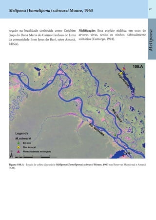 67
Melipona
roçado na localidade conhecida como Cujubim
(roça da Dona Maria do Carmo Cardoso de Lima
da comunidade Bom Jesus do Baré, setor Amanã,
RDSA).
Nidificação: Esta espécie nidifica em ocos de
arvores vivas, sendo os ninhos habitualmente
solitários (Camargo, 1994).
Figura 108.A - Locais de coleta da espécie Melipona (Eomelipona) schwarzi Moure, 1963 nas Reservas Mamirauá e Amanã
(AM).
Melipona (Eomelipona) schwarzi Moure, 1963
 