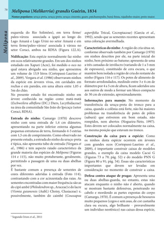 Melipona
70
esquerda do Rio Solimões), em terra firme/
paleo-várzea associada a igapó ao longo do
Lago Amanã e Lago Urini no setor Amanã e em
terra firme/paleo-várzea1
associada à várzea no
setor Coraci, ambos na RDSA (Figura 122.A).
Nidificação: Esta espécie normalmente faz ninho
em ocos relativamente grandes. Em um dos ninhos
estudado em Xapuri (Acre), foi medido o oco no
qual estava abrigado seu ninho, que apresentou
um volume de 13,9 litros (Cortopassi-Laurino et
al., 2009). Vergara et al. (1986) observaram ninhos
da espécie em árvores vivas, em cavidades em
rochas e em paredes, em uma altura entre 1,05 e
5m do chão.
No presente estudo foi encontrado ninho em
árvore conhecida na região como matá-matá
(Eschweilera albiflora (DC.) Diers, Lecythidaceae)
na área da comunidade São João do Ipecaçu (setor
Coraci, RDSA).
Entrada do ninho: Camargo (1970) descreve
ninho com uma entrada de 1,4 cm diâmetro,
apresentando na parte inferior externa algumas
pequenas estruturas de terra, formando 4-5 estrias
com 1,5 cm de comprimento. Como observado no
presente estudo, a entrada do ninho da uruçu-preta
é típica, não apresenta tubo de entrada (Vergara et
al., 1986) e tem aspecto raiado característico da
grande maioria das espécies de Melipona (Figuras
114 e 115), não muito protuberante, geralmente,
permitindo a passagem de uma ou duas abelhas
por vez.
É bastante comum a presença de sementes de
cores diferentes aderidas à entrada (Foto 114),
contrastando com a cor acinzentada das raias. As
sementes encontradas com maior frequência são as
do cipó ambé (Philodendron sp., Araceae) e do lacre
(Vismia guianensis (Aubl.) Choisy, Clusiaceae) e,
possivelmente, também do caimbé (Coussapoa
asperifolia Trécul, Cecropiaceae) (Garcia et al.,
1992), sendo que as sementes recentes apresentam
uma coloração avermelhada.
Características do ninho: A região de cria situa-se,
conforme observado também por Camargo (1970)
em ninhos descritos por ele, na parte inicial do
ninho, bem próximo ao batume; apresenta de uma
a três camadas de invólucro (variando de 1 a 5 mm
de espessura), constituído de cera escura, o que
mantém bem isolada a região de cria do restante do
ninho (Figura 116 e 117). Os potes de alimento de
formato arredondados, medindo entre 3 e 4 cm de
diâmetro por 4 a 5 cm de altura, ficam aderidos uns
aos outros de modo a formar um bloco compacto
de 30 cm de extensão, aproximadamente.
Informações para manejo: No momento da
transferência da uruçu-preta do tronco para a
caixa, quando a colônia está forte, não há maiores
problemas na transferência de potes de pólen
(saburá) que estiverem em bom estado, não
rompidos, nem abertos (Nogueira-Neto, 1997).
Estes devem ser colocados normalmente na caixa,
na mesma posição que estavam no tronco.
Construção da caixa para a espécie: Como
os ninhos desta espécie ocorrem em árvores
com grandes ocos (Cortopassi-Laurino et al.,
2009), é importante construir caixas de modelos
grandes, a exemplo da caixa modelo Cacuí G
(Figuras 73 a 79; pág. 52) e do modelo PNN G
(Figura 80 a 91; pág. 54). Essas são características
importantes que devem ser levadas em
consideração no momento de construir a caixa.
Defesa contra ataque de pragas: Apresenta uma
ou duas abelhas-guarda, no entanto, estas não
atacam enquanto o ninho não é aberto, quando
se mostram bastante defensivas, penetrando no
cabelo e mordendo as partes expostas do corpo
(Camargo, 1970). É comum a presença de besouros
muito pequenos (cegos e sem asas, de cor castanha
clara ou escura, algo brilhante - provavelmente
um indivíduo neotênico) nas caixas dessa espécie,
Melipona (Melikerria) grandis Guérin, 1834
Nomes populares: uruçu preta, uruçu-preto, uruçu-cinzento, guare, patchumepube, buná-bissu, rajadinho-maior, preto-maior.
1
Segundo Irion et al., 2011
 