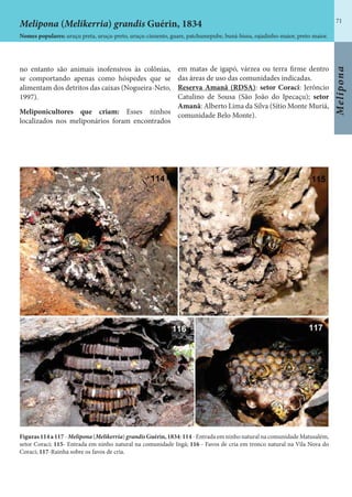 71
Melipona
Figuras114a117-Melipona(Melikerria)grandis Guérin,1834:114-EntradaemninhonaturalnacomunidadeMatusalém,
setor Coraci; 115- Entrada em ninho natural na comunidade Ingá; 116 - Favos de cria em tronco natural na Vila Nova do
Coraci; 117-Rainha sobre os favos de cria.
Melipona (Melikerria) grandis Guérin, 1834
Nomes populares: uruçu preta, uruçu-preto, uruçu-cinzento, guare, patchumepube, buná-bissu, rajadinho-maior, preto-maior.
no entanto são animais inofensivos às colônias,
se comportando apenas como hóspedes que se
alimentam dos detritos das caixas (Nogueira-Neto,
1997).
Meliponicultores que criam: Esses ninhos
localizados nos meliponários foram encontrados
em matas de igapó, várzea ou terra firme dentro
das áreas de uso das comunidades indicadas.
Reserva Amanã (RDSA): setor Coraci: Jerôncio
Catulino de Sousa (São João do Ipecaçu); setor
Amanã: Alberto Lima da Silva (Sítio Monte Muriá,
comunidade Belo Monte).
 