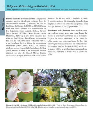 Melipona
72
Plantas visitadas e outros hábitos: No presente
estudo, a espécie foi coletada visitando flores do
urucum (Bixa orellana L., Bixaceae) na casa do
Baré (base de Campo do IDSM na RDSA) (Figura
118); em flores ruderais nas comunidades de
Boa Esperança (setor Amanã, RDSA), Barroso
(setor Barroso, RDSM) e Novo Pirarara (setor
Mamirauá, RDSM); e em flores ruderais nos
sítios do Said Moraes Leocádio da comunidade
São João do Horizonte (setor Horizonte, RDSM)
e do Irinelson Pereira Matos da comunidade
Matusalém (setor Coraci, RDSA). Foi coletada
ainda em voo na comunidade Santa Luzia do Baré
(setor Amanã, RDSA) e na armadilha malaise
adaptada no sítio do Manoel Moraes Frazão,
localizado na margem do Paranã do Cauaçu (Nossa
Senhora de Fátima, setor Liberdade, RDSM).
A espécie também foi observada visitando flores
de plantas nativas em ambientes de igapó na beira
do Lago Amanã, RDSA (Figuras 119 a 122).
Horário de visita às flores: Essas abelhas saem
para coletar pouco antes das cinco horas da
manhã e continuam coletando até o escurecer.
O pico de maior movimento e de coleta de
pólen ocorre nas primeiras horas do dia. Nas
observações realizadas quando em visita às flores
do urucum, na Casa do Baré (RDSA), verificou-
se que às 5:00 hs as abelhas já estavam em plena
atividade, vibrando as flores para a coleta do
pólen.
Figuras 118 a 122 - Melipona (Melikerria) grandis Guérin, 1834: 118 - Visita às flores do urucum (Bixa orellana L.,
Bixaceae), na Casa do Baré (RDSA); 119 a 122 - Plantas nativas visitadas em ambientes de igapó na RDSA.
Melipona (Melikerria) grandis Guérin, 1834
Nomes populares: uruçu preta, uruçu-preto, uruçu-cinzento, guare, patchumepube, buná-bissu, rajadinho-maior, preto-maior
 