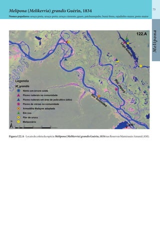 73
Melipona
Figura122.A-LocaisdecoletadaespécieMelipona(Melikerria)grandisGuérin,1834nasReservasMamirauáeAmanã(AM).
Melipona (Melikerria) grandis Guérin, 1834
Nomes populares: uruçu preta, uruçu-preto, uruçu-cinzento, guare, patchumepube, buná-bissu, rajadinho-maior, preto-maior
 