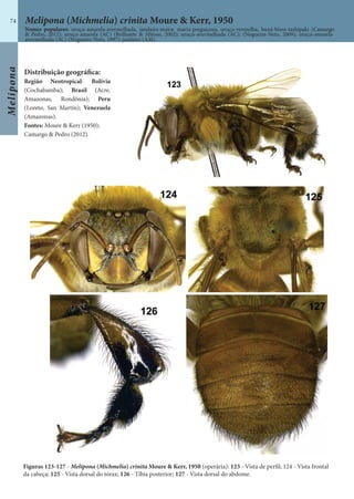 Melipona
74 Melipona (Michmelia) crinita Moure & Kerr, 1950
Distribuição geográfica:
Região Neotropical: Bolívia
(Cochabamba); Brasil (Acre,
Amazonas, Rondônia); Peru
(Loreto, San Martín); Venezuela
(Amazonas).
Fontes: Moure & Kerr (1950);
Camargo & Pedro (2012).
Figuras 123-127 - Melipona (Michmelia) crinita Moure & Kerr, 1950 (operária): 123 - Vista de perfil; 124 - Vista frontal
da cabeça; 125 - Vista dorsal do tórax; 126 - Tíbia posterior; 127 - Vista dorsal do abdome.
Nomes populares: uruçu-amarela-avermelhada, jandaíra-maior, maria-preguiçosa, uruçu-vermelha, buná-bissu-tashipaki (Camargo
& Pedro, 2012); uruçu-amarela (AC) (Brilhante & Mitoso, 2002); uruçu-avermelhada (AC); (Nogueira-Neto, 2009); uruçu-amarela-
avermelhada (AC) (Nogueira-Neto, 1997); jandaíra (AM).
 