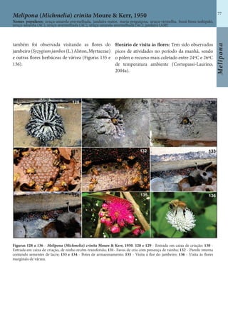 77
Melipona
Figuras 128 a 136 - Melipona (Michmelia) crinita Moure & Kerr, 1950. 128 e 129 - Entrada em caixa de criação; 130 -
Entrada em caixa de criação, de ninho recém-transferido; 131- Favos de cria com presença de rainha; 132 - Parede interna
contendo sementes de lacre; 133 e 134 - Potes de armazenamento; 135 - Visita à flor do jambeiro; 136 - Visita às flores
marginais de várzea.
também foi observada visitando as flores do
jambeiro (Syzygium jambos (L.) Alston, Myrtaceae)
e outras flores herbáceas de várzea (Figuras 135 e
136).
Horário de visita às flores: Tem sido observados
picos de atividades no período da manhã, sendo
o pólen o recurso mais coletado entre 24ºC e 26ºC
de temperatura ambiente (Cortopassi-Laurino,
2004a).
Melipona (Michmelia) crinita Moure & Kerr, 1950
Nomes populares: uruçu-amarela-avermelhada, jandaíra-maior, maria-preguiçosa, uruçu-vermelha, buná-bissu-tashipaki,
uruçu-amarela (AC), uruçu-avermelhada (AC), uruçu-amarela-avermelhada (AC), jandaíra (AM)
 