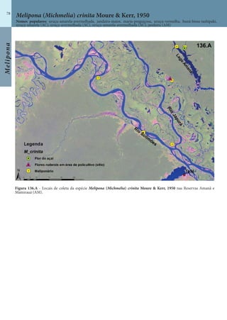 Melipona
78
Figura 136.A - Locais de coleta da espécie Melipona (Michmelia) crinita Moure & Kerr, 1950 nas Reservas Amanã e
Mamirauá (AM).
Melipona (Michmelia) crinita Moure & Kerr, 1950
Nomes populares: uruçu-amarela-avermelhada, jandaíra-maior, maria-preguiçosa, uruçu-vermelha, buná-bissu-tashipaki,
uruçu-amarela (AC), uruçu-avermelhada (AC), uruçu-amarela-avermelhada (AC), jandaíra (AM)
 