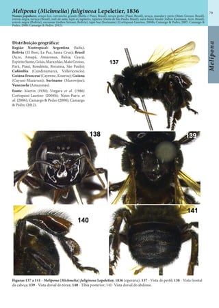 79
Melipona
Melipona (Michmelia) fuliginosa Lepeletier, 1836
Nomes populares: uruçu-boi, curruncho grande (Bahia e Piauí, Brasil), uruçu preto (Piauí, Brasil), uruçu, mandury-preto (Mato Grosso, Brasil),
erereú-negra, turuçu (Brasil), mel-de-anta, tapii-ei, tapiieira, tapieira (Oeste de São Paulo, Brasil), nara-buná-bisuki (índios Kaxinauá, Acre, Brasil),
erereú-negra (Bolivia), sucuasue (índios Sirionó, Bolívia), tapir bee (Suriname) (Cortopassi-Laurino, 2004b; Camargo & Pedro, 2007; Camargo &
Pedro, 2008; Camargo & Pedro, 2012).
Distribuição geográfica:
Região Neotropical: Argentina (Salta);
Bolívia (El Beni, La Paz, Santa Cruz); Brasil
(Acre, Amapá, Amazonas, Bahia, Ceará,
EspíritoSanto,Goiás,Maranhão,MatoGrosso,
Pará, Piauí, Rondônia, Roraima, São Paulo);
Colômbia (Cundinamarca, Villavicencio);
Guiana Francesa (Cayenne, Kourou); Guiana
(Cuyuni-Mazaruni); Suriname (Marowijne);
Venezuela (Amazonas).
Fonte: Martin (1930); Vergara et al. (1986)
Cortopassi-Laurino (2004b); Nates-Parra et
al. (2006); Camargo & Pedro (2008); Camargo
& Pedro (2012).
Figuras 137 a 141 - Melipona (Michmelia) fuliginosa Lepeletier, 1836 (operária); 137 - Vista de perfil; 138 - Vista frontal
da cabeça; 139 - Vista dorsal do tórax; 140 - Tíbia posterior; 141- Vista dorsal do abdome.
 