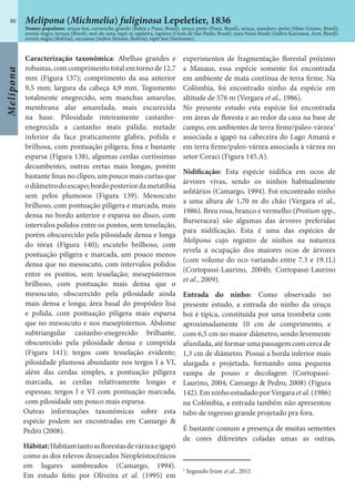 Melipona
80
Caracterização taxonômica: Abelhas grandes e
robustas, com comprimento total em torno de 12,7
mm (Figura 137); comprimento da asa anterior
9,5 mm; largura da cabeça 4,9 mm. Tegumento
totalmente enegrecido, sem manchas amarelas;
membrana alar amarelada, mais escurecida
na base. Pilosidade inteiramente castanho-
enegrecida a castanho mais pálida; metade
inferior da face praticamente glabra, polida e
brilhosa, com pontuação pilígera, fina e bastante
esparsa (Figura 138), algumas cerdas curtíssimas
decumbentes, outras eretas mais longas, porém
bastante finas no clípeo, um pouco mais curtas que
odiâmetrodoescapo;bordoposteriordametatíbia
sem pelos plumosos (Figura 139). Mesoscuto
brilhoso, com pontuação pilígera e marcada, mais
densa no bordo anterior e esparsa no disco, com
intervalos polidos entre os pontos, sem tesselação,
porém obscurecido pela pilosidade densa e longa
do tórax (Figura 140); escutelo brilhoso, com
pontuação pilígera e marcada, um pouco menos
densa que no mesoscuto, com intervalos polidos
entre os pontos, sem tesselação; mesepisternos
brilhoso, com pontuação mais densa que o
mesoscuto, obscurecido pela pilosidade ainda
mais densa e longa; área basal do propódeo lisa
e polida, com pontuação pilígera mais esparsa
que no mesoscuto e nos mesepisternos. Abdome
subtriangular castanho-enegrecido brilhante,
obscurecido pela pilosidade densa e comprida
(Figura 141); tergos com tesselação evidente;
pilosidade plumosa abundante nos tergos I a VI,
além das cerdas simples, a pontuação pilígera
marcada, as cerdas relativamente longas e
espessas; tergos I e VI com pontuação marcada,
com pilosidade um pouco mais esparsa.
Outras informações taxonômicas sobre esta
espécie podem ser encontradas em Camargo &
Pedro (2008).
Hábitat:Habitamtantoasflorestasdevárzeaeigapó
como as dos relevos dessecados Neopleistocênicos
em lugares sombreados (Camargo, 1994).
Em estudo feito por Oliveira et al. (1995) em
experimentos de fragmentação florestal próximo
a Manaus, essa espécie somente foi encontrada
em ambiente de mata contínua de terra firme. Na
Colômbia, foi encontrado ninho da espécie em
altitude de 576 m (Vergara et al., 1986).
No presente estudo esta espécie foi encontrada
em áreas de floresta e ao redor da casa na base de
campo, em ambientes de terra firme/paleo-várzea1
associada a igapó na cabeceira do Lago Amanã e
em terra firme/paleo-várzea associada à várzea no
setor Coraci (Figura 145.A).
Nidificação: Esta espécie nidifica em ocos de
árvores vivas, sendo os ninhos habitualmente
solitários (Camargo, 1994). Foi encontrado ninho
a uma altura de 1,70 m do chão (Vergara et al.,
1986). Breu rosa, branco e vermelho (Protium spp.,
Burseracea) são algumas das árvores preferidas
para nidificação. Esta é uma das espécies de
Melipona cujo registro de ninhos na natureza
revela a ocupação dos maiores ocos de árvores
(com volume do oco variando entre 7.3 e 19.1L)
(Cortopassi-Laurino, 2004b; Cortopassi-Laurino
et al., 2009).
Entrada do ninho: Como observado no
presente estudo, a entrada do ninho da uruçu
boi é típica, constituída por uma trombeta com
aproximadamente 10 cm de comprimento, e
com 6,5 cm no maior diâmetro, sendo levemente
afunilada, até formar uma passagem com cerca de
1,3 cm de diâmetro. Possui a borda inferior mais
alargada e projetada, formando uma pequena
rampa de pouso e decolagem (Cortopassi-
Laurino, 2004; Camargo & Pedro, 2008) (Figura
142). Em ninho estudado por Vergara et al. (1986)
na Colômbia, a entrada também não apresentou
tubo de ingresso grande projetado pra fora.
É bastante comum a presença de muitas sementes
de cores diferentes coladas umas as outras,
1
Segundo Irion et al., 2011
Melipona (Michmelia) fuliginosa Lepeletier, 1836
Nomes populares: uruçu-boi, curruncho grande (Bahia e Piauí, Brasil), uruçu preto (Piauí, Brasil), uruçu, mandury-preto (Mato Grosso, Brasil),
erereú-negra, turuçu (Brasil), mel-de-anta, tapii-ei, tapiieira, tapieira (Oeste de São Paulo, Brasil), nara-buná-bisuki (índios Kaxinauá, Acre, Brasil),
erereú-negra (Bolivia), sucuasue (índios Sirionó, Bolívia), tapir bee (Suriname).
 