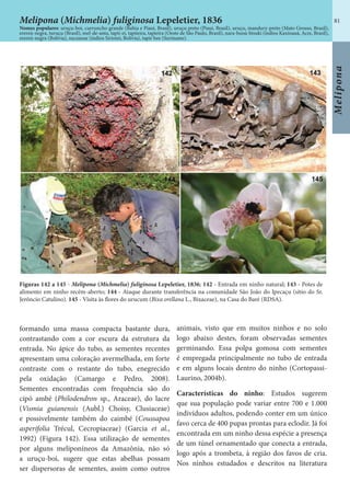 81
Melipona
Figuras 142 a 145 - Melipona (Michmelia) fuliginosa Lepeletier, 1836; 142 - Entrada em ninho natural; 143 - Potes de
alimento em ninho recém-aberto; 144 - Ataque durante transferência na comunidade São João do Ipecaçu (sítio do Sr.
Jerôncio Catulino). 145 - Visita às flores do urucum (Bixa orellana L., Bixaceae), na Casa do Baré (RDSA).
formando uma massa compacta bastante dura,
contrastando com a cor escura da estrutura da
entrada. No ápice do tubo, as sementes recentes
apresentam uma coloração avermelhada, em forte
contraste com o restante do tubo, enegrecido
pela oxidação (Camargo e Pedro, 2008).
Sementes encontradas com frequência são do
cipó ambé (Philodendron sp., Araceae), do lacre
(Vismia guianensis (Aubl.) Choisy, Clusiaceae)
e possivelmente também do caimbé (Coussapoa
asperifolia Trécul, Cecropiaceae) (Garcia et al.,
1992) (Figura 142). Essa utilização de sementes
por alguns meliponíneos da Amazônia, não só
a uruçu-boi, sugere que estas abelhas possam
ser dispersoras de sementes, assim como outros
animais, visto que em muitos ninhos e no solo
logo abaixo destes, foram observadas sementes
germinando. Essa polpa gomosa com sementes
é empregada principalmente no tubo de entrada
e em alguns locais dentro do ninho (Cortopassi-
Laurino, 2004b).
Características do ninho: Estudos sugerem
que sua população pode variar entre 700 e 1.000
indivíduos adultos, podendo conter em um único
favo cerca de 400 pupas prontas para eclodir. Já foi
encontrada em um ninho dessa espécie a presença
de um túnel ornamentado que conecta a entrada,
logo após a trombeta, à região dos favos de cria.
Nos ninhos estudados e descritos na literatura
Melipona (Michmelia) fuliginosa Lepeletier, 1836
Nomes populares: uruçu-boi, curruncho grande (Bahia e Piauí, Brasil), uruçu preto (Piauí, Brasil), uruçu, mandury-preto (Mato Grosso, Brasil),
erereú-negra, turuçu (Brasil), mel-de-anta, tapii-ei, tapiieira, tapieira (Oeste de São Paulo, Brasil), nara-buná-bisuki (índios Kaxinauá, Acre, Brasil),
erereú-negra (Bolivia), sucuasue (índios Sirionó, Bolívia), tapir bee (Suriname).
 