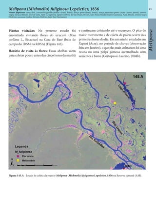 83
Melipona
Figura 145.A - Locais de coleta da espécie Melipona (Michmelia) fuliginosa Lepeletier, 1836 na Reserva Amanã (AM).
Plantas visitadas: No presente estudo foi
encontrada visitando flores do urucum (Bixa
orellana L., Bixaceae) na Casa do Baré (base de
campo do IDSM na RDSA) (Figura 145).
Horário de visita às flores: Essas abelhas saem
para coletar pouco antes das cinco horas da manhã
e continuam coletando até o escurecer. O pico de
maior movimento e de coleta de pólen ocorre nas
primeiras horas do dia. Em um ninho estudado em
Xapuri (Acre), no período de chuvas (observação
feita em Janeiro), o que elas mais coletaram foi uma
resina ou uma polpa gomosa avermelhada com
sementes e barro (Cortopassi-Laurino, 2004b).
Melipona (Michmelia) fuliginosa Lepeletier, 1836
Nomes populares: uruçu-boi, curruncho grande (Bahia e Piauí, Brasil), uruçu preto (Piauí, Brasil), uruçu, mandury-preto (Mato Grosso, Brasil), erereú-
negra, turuçu (Brasil), mel-de-anta, tapii-ei, tapiieira, tapieira (Oeste de São Paulo, Brasil), nara-buná-bisuki (índios Kaxinauá, Acre, Brasil), erereú-negra
(Bolivia), sucuasue (índios Sirionó, Bolívia), tapir bee (Suriname).
 