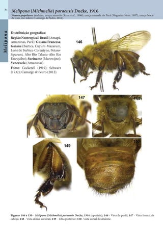 Melipona
84
Nomes populares: jandaíra, uruçu amarelo (Kerr et al., 1996); uruçu amarela do Pará (Nogueira-Neto, 1997); uruçu-boca-
de-ralo, me-tekere (Camargo & Pedro, 2012).
Melipona (Michmelia) paraensis Ducke, 1916
Distribuição geográfica:
RegiãoNeotropical:Brasil(Amapá,
Amazonas, Pará); Guiana Francesa;
Guiana (Bartica, Cuyuni-Mazaruni,
Leste de Berbice-Corentyne, Potaro-
Siparuni, Alto Rio Takutu-Alto Rio
Essequibo); Suriname (Marowijne);
Venezuela (Amazonas).
Fonte: Cockerell (1919); Schwarz
(1932); Camargo & Pedro (2012).
Figuras 146 a 150 - Melipona (Michmelia) paraensis Ducke, 1916 (operária); 146 - Vista de perfil; 147 - Vista frontal da
cabeça; 148 - Vista dorsal do tórax; 149 - Tíbia posterior; 150- Vista dorsal do abdome.
 