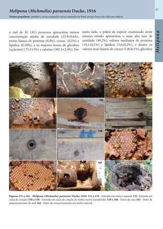 87
Melipona
Figuras 151 a 162 - Melipona (Michmelia) paraensis Ducke, 1916. 151 a 154 - Entrada em tronco natural; 155- Entrada em
caixa de criação; 156 a 158 - Entrada em caixa de criação de ninho recém-transferido; 159 e 160 - Favos de cria; 161 - Potes de
armazenamento de mel; 162 - Potes de armazenamento em ninho natural.
Melipona (Michmelia) paraensis Ducke, 1916
Nomes populares: jandaíra, uruçu amarelo; uruçu amarela do Pará; uruçu-boca-de-ralo, me-tekere.
o mel de M. (M.) paraensis apresentou menor
concentração média de umidade (23,9±0,6%),
teores baixos de proteína (0,4%), cinzas (0,2%) e
lipídios (0,18%), e os maiores teores de glicídios
(açúcares) (75,5±5%) e calorias (305,3±2,4%). Por
outro lado, o pólen da espécie examinado neste
mesmo estudo apresentou o mais alto teor de
umidade (49,2%), valores medianos de proteína
(19,1±0,1%) e lipídios (3,6±0,2%), e dentre os
valores mais baixos de cinzas (1,8±0,1%), glicídios
 