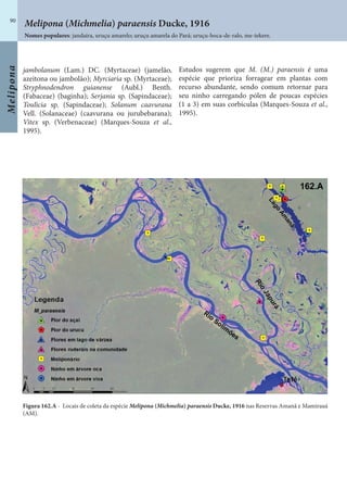 Melipona
90
jambolanum (Lam.) DC. (Myrtaceae) (jamelão,
azeitona ou jambolão); Myrciaria sp. (Myrtaceae);
Stryphnodendron guianense (Aubl.) Benth.
(Fabaceae) (baginha); Serjania sp. (Sapindaceae);
Toulicia sp. (Sapindaceae); Solanum caavurana
Vell. (Solanaceae) (caavurana ou jurubebarana);
Vitex sp. (Verbenaceae) (Marques-Souza et al.,
1995).
Estudos sugerem que M. (M.) paraensis é uma
espécie que prioriza forragear em plantas com
recurso abundante, sendo comum retornar para
seu ninho carregando pólen de poucas espécies
(1 a 3) em suas corbículas (Marques-Souza et al.,
1995).
Figura 162.A - Locais de coleta da espécie Melipona (Michmelia) paraensis Ducke, 1916 nas Reservas Amanã e Mamirauá
(AM).
Melipona (Michmelia) paraensis Ducke, 1916
Nomes populares: jandaíra, uruçu amarelo; uruçu amarela do Pará; uruçu-boca-de-ralo, me-tekere.
 