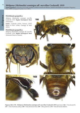 Melipona
94
Distribuição geográfica:
Melipona (Michmelia) seminigra merrillae
Cockerell, 1919. Região Neotropical: Brasi
(Amazonas).
Fontes: Cockerell (1919); Schwarz (1932)
Moure & Kerr (1950); Camargo & Pedro
(2012).
Distribuição geográfica:
Melipona (Michmelia) seminigra aff. merrillae
Cockerell, 1919. Região Neotropical: Brasi
Amazonas (Reserva Amanã).
Figuras 166 a 170 - Melipona (Michmelia) seminigra aff. merrillae Cockerell, 1919 (operária): 166 - Vista de perfil;
167 - Vista frontal da cabeça; 168 - Vista dorsal do tórax; 169 - Tíbia posterior; 170 - Vista dorsal do abdome.
Nomes populares: uruçu boca-de-renda, jandaíra, jandaíra amarela de Manaus, jandaíra alaranjada da Amazônia (Nogueira-
Neto, 2009; Cortopassi-Laurino et al., 2011).
Melipona (Michmelia) seminigra aff. merrillae Cockerell, 1919
 