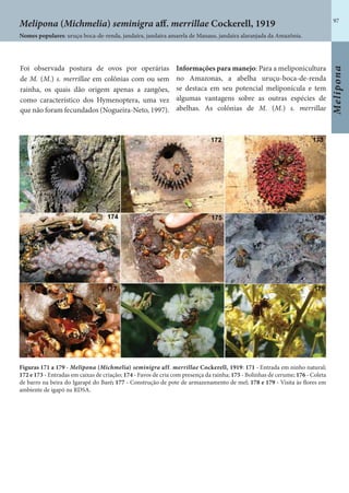 97
Melipona
Foi observada postura de ovos por operárias
de M. (M.) s. merrillae em colônias com ou sem
rainha, os quais dão origem apenas a zangões,
como característico dos Hymenoptera, uma vez
que não foram fecundados (Nogueira-Neto, 1997).
Informações para manejo: Para a meliponicultura
no Amazonas, a abelha uruçu-boca-de-renda
se destaca em seu potencial meliponícula e tem
algumas vantagens sobre as outras espécies de
abelhas. As colônias de M. (M.) s. merrillae
Figuras 171 a 179 - Melipona (Michmelia) seminigra aff. merrillae Cockerell, 1919: 171 - Entrada em ninho natural;
172 e 173 - Entradas em caixas de criação; 174 - Favos de cria com presença da rainha; 175 - Bolinhas de cerume; 176 - Coleta
de barro na beira do Igarapé do Baré; 177 - Construção de pote de armazenamento de mel; 178 e 179 - Visita às flores em
ambiente de igapó na RDSA.
Nomes populares: uruçu boca-de-renda, jandaíra, jandaíra amarela de Manaus, jandaíra alaranjada da Amazônia.
Melipona (Michmelia) seminigra aff. merrillae Cockerell, 1919
 