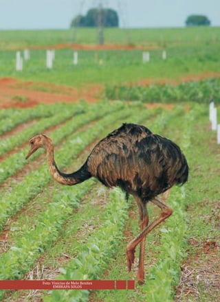 Foto: Vinicius de Melo Benites
EMBRAPA SOLOS
 