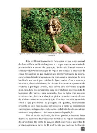 439
Este problema fitossanitário é exemplar no que tange ao nível
de desequilíbrio ambiental regional e o impacto deste nos níveis de
produtividade e custos de produção. Analisando historicamente a
cadeia produtiva de hortaliças da região, em especial a produção de
couve-flor, verifica-se que havia um uso intensivo de cama de aviário,
caracterizando forte integração desta com a cadeia produtiva de aves
localizada no município vizinho de Bom Jardim. Com a mudança
locacional, observada há cerca de 10 anos, dos custos de oportunidade
relativos a produção avícola, esta sofreu uma derrocada naquele
município. Este fato determinou para os produtores a necessidade de
buscarem alternativas para adubação. Isto foi feito com redução
acentuada dos níveis de adubação orgânica, com o incremento do uso
de adubos sintéticos em substituição. Este fato tem sido entendido
como o que possibilitou ao patógeno em questão, normalmente
presente no solo, mas mantido sob controle a partir de mecanismos
supressores e antagonistas estabelecidos pela biota do solo, que viesse
asetornarumproblemacrôniconossistemasdeprodução.
Não há estudo avaliando, de forma precisa, o impacto desta
doença na economia da produção de hortaliças na região, mas relatos
de agricultores dão conta de que, em plantios de verão, as perdas de
produção giram em torno de 40 a 60 %, fato que pode ser facilmente
Figura 2. Aspecto de raiz de planta de couve-flor com a doença conhecida como hérnia das
crucíferas.
 