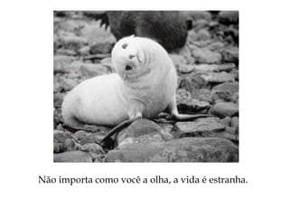 Não importa como você a olha, a vida é estranha.
 