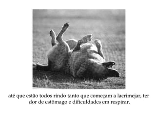 até que estão todos rindo tanto que começam a lacrimejar, ter
dor de estômago e dificuldades em respirar.
 