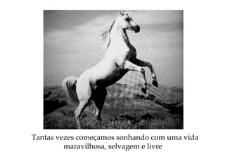 Tantas vezes começamos sonhando com uma vida
maravilhosa, selvagem e livre
 