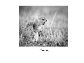 Cantar,
 