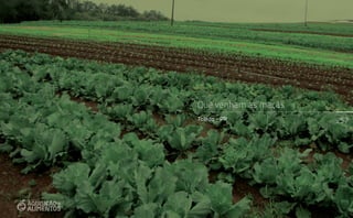 257
que venham as maçãs
Toledo - PR
 