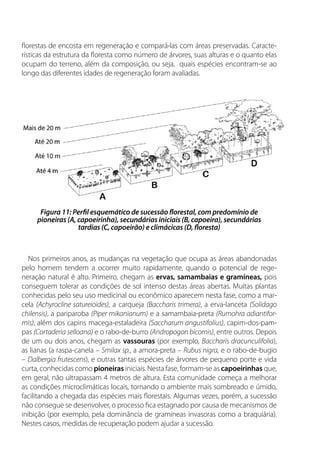 florestas de encosta em regeneração e compará-las com áreas preservadas. Caracte-
rísticas da estrutura da floresta como número de árvores, suas alturas e o quanto elas
ocupam do terreno, além da composição, ou seja, quais espécies encontram-se ao
longo das diferentes idades de regeneração foram avaliadas.
Nos primeiros anos, as mudanças na vegetação que ocupa as áreas abandonadas
pelo homem tendem a ocorrer muito rapidamente, quando o potencial de rege-
neração natural é alto. Primeiro, chegam as ervas, samambaias e gramíneas, pois
conseguem tolerar as condições de sol intenso destas áreas abertas. Muitas plantas
conhecidas pelo seu uso medicinal ou econômico aparecem nesta fase, como a mar-
cela (Achyrocline satureioides), a carqueja (Baccharis trimera), a erva-lanceta (Solidago
chilensis), a pariparoba (Piper mikanianum) e a samambaia-preta (Rumohra adiantifor-
mis), além dos capins macega-estaladeira (Saccharum angustifolius), capim-dos-pam-
pas (Cortaderia selloana) e o rabo-de-burro (Andropogon bicornis), entre outros. Depois
de um ou dois anos, chegam as vassouras (por exemplo, Baccharis dracunculifolia),
as lianas (a raspa-canela – Smilax sp., a amora-preta – Rubus nigra, e o rabo-de-bugio
– Dalbergia frutescens), e outras tantas espécies de árvores de pequeno porte e vida
curta, conhecidas como pioneiras iniciais. Nesta fase, formam-se as capoeirinhas que,
em geral, não ultrapassam 4 metros de altura. Esta comunidade começa a melhorar
as condições microclimáticas locais, tornando o ambiente mais sombreado e úmido,
facilitando a chegada das espécies mais florestais. Algumas vezes, porém, a sucessão
não consegue se desenvolver, o processo fica estagnado por causa de mecanismos de
inibição (por exemplo, pela dominância de gramíneas invasoras como a braquiária).
Nestes casos, medidas de recuperação podem ajudar a sucessão.
Figura 11: Perfil esquemático de sucessão florestal, com predomínio de
pioneiras (A, capoeirinha), secundárias iniciais (B, capoeira), secundárias
tardias (C, capoeirão) e climácicas (D, floresta)
 