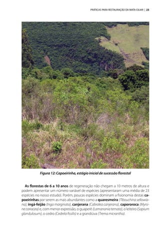 PRÁTICAS PARA RESTAURAÇÃO DA MATA CILIAR | 23
As florestas de 6 a 10 anos de regeneração não chegam a 10 metros de altura e
podem apresentar um número variável de espécies (apresentaram uma média de 23
espécies no nosso estudo). Porém, poucas espécies dominam a fisionomia destas ca-
poeirinhas por serem as mais abundantes como a quaresmeira (Tibouchina sellowia-
na), ingá-feijão (Inga marginata), canjerana (Cabralea canjerana), capororoca (Myrsi-
necoriacea) e, com menor expressão, o guaperê (Lamanoniaternata), o leiteiro (Sapium
glandulosum), o cedro (Cedrela fissilis) e a grandiúva (Trema micrantha).
Figura 12: Capoeirinha, estágio inicial de sucessão florestal
 