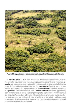As florestas entre 11 e 24 anos não são tão diferentes das capoeirinhas, mas co-
meçam a ter algumas árvores maiores, um pouco mais de sombra no interior da ca-
poeira, um maior número de espécies (32 neste estudo), sendo a principal diferença
o fato de que mudam as espécies dominantes. A canjerana (Cabralea canjerana) pas-
sa a ter grande importância juntamente com a quaresmeira (Tibouchina sellowiana),
a capororoca (Myrsine coriacea) e com a canela-amarela (Nectandra oppositifolia),
com menor expressão o ingá-feijão (Inga marginata), a grandiúva (Trema micrantha)
e a peloteira (Tetrorchidium rubrivenium). Quase todas as canjeranas e muitas canelas-
-amarelas atingem grande importância e tamanho nesta fase, ainda inicial, por serem
provenientes da rebrota a partir de troncos cortados/queimados evidenciando o papel
do rebrote na regeneração da floresta.
Figura13:Capoeirasemmosaicodeestágiosinicial/médiodesucessãoflorestal
 