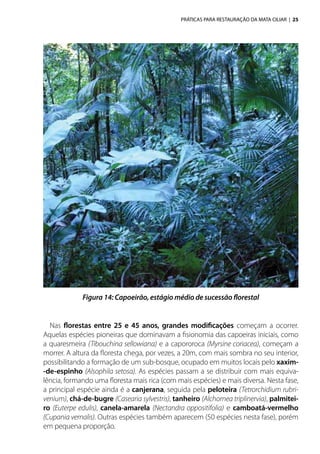 PRÁTICAS PARA RESTAURAÇÃO DA MATA CILIAR | 25
Nas florestas entre 25 e 45 anos, grandes modificações começam a ocorrer.
Aquelas espécies pioneiras que dominavam a fisionomia das capoeiras iniciais, como
a quaresmeira (Tibouchina sellowiana) e a capororoca (Myrsine coriacea), começam a
morrer. A altura da floresta chega, por vezes, a 20m, com mais sombra no seu interior,
possibilitando a formação de um sub-bosque, ocupado em muitos locais pelo xaxim-
-de-espinho (Alsophila setosa). As espécies passam a se distribuir com mais equiva-
lência, formando uma floresta mais rica (com mais espécies) e mais diversa. Nesta fase,
a principal espécie ainda é a canjerana, seguida pela peloteira (Tetrorchidium rubri-
venium), chá-de-bugre (Casearia sylvestris), tanheiro (Alchornea triplinervia), palmitei-
ro (Euterpe edulis), canela-amarela (Nectandra oppositifolia) e camboatá-vermelho
(Cupania vernalis). Outras espécies também aparecem (50 espécies nesta fase), porém
em pequena proporção.
Figura 14: Capoeirão, estágio médio de sucessão florestal
 