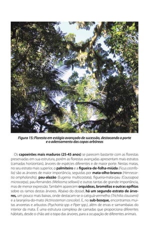 Os capoeirões mais maduros (25-45 anos) se parecem bastante com as florestas
preservadas em sua estrutura, porém as florestas avançadas apresentam mais estratos
(camadas horizontais), árvores de espécies diferentes e de maior porte. Nestas matas,
no seu estrato mais superior, o palmiteiro e a figueira-de-folha-miúda (Ficus cestrifo-
lia) são as árvores de maior importância, seguidas por mata-olho-branco (Hennecar-
tia omphalandra), pau-alazão (Eugenia multicostata), figueira-mata-pau (Coussapoa
microcarpa), pau-fernandes (Meliosma sellowii) e outras tantas de grande importância,
mas de menor expressão.Também aparecem orquídeas, bromélias e outras epífitas
sobre os ramos destas árvores. Abaixo do dossel, há um segundo estrato de árvo-
res, um pouco mais baixas, onde destacam-se o catiguá-vermelho (Trichilia claussenii)
e a laranjeira-do-mato (Actinostemon concolor). E, no sub-bosque, encontramos mui-
tas arvoretas e arbustos (Psychotria spp. e Piper spp.), além de ervas e samambaias do
interior da mata. É uma estrutura complexa de camadas que proporciona diferentes
hábitats, desde o chão até o topo das árvores, para a ocupação de diferentes animais.
Figura 15: Floresta em estágio avançado de sucessão, destacando o porte
e o adensamento das copas arbóreas
 