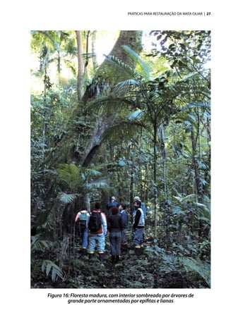 PRÁTICAS PARA RESTAURAÇÃO DA MATA CILIAR | 27
Figura 16: Floresta madura, com interior sombreado por árvores de
grande porte ornamentadas por epífitas e lianas
 