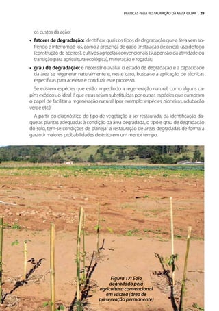 PRÁTICAS PARA RESTAURAÇÃO DA MATA CILIAR | 29
os custos da ação;
•	 fatores de degradação: identificar quais os tipos de degradação que a área vem so-
frendo e interrompê-los, como a presença de gado (instalação de cerca), uso de fogo
(construção de aceiros), cultivos agrícolas convencionais (suspensão da atividade ou
transição para agricultura ecológica), mineração e roçadas;
•	 grau de degradação: é necessário avaliar o estado de degradação e a capacidade
da área se regenerar naturalmente e, neste caso, busca-se a aplicação de técnicas
específicas para acelerar e conduzir este processo.
Se existem espécies que estão impedindo a regeneração natural, como alguns ca-
pins exóticos, o ideal é que estas sejam substituídas por outras espécies que cumpram
o papel de facilitar a regeneração natural (por exemplo: espécies pioneiras, adubação
verde etc.).
A partir do diagnóstico do tipo de vegetação a ser restaurada, da identificação da-
quelas plantas adequadas à condição da área degradada, o tipo e grau de degradação
do solo, tem-se condições de planejar a restauração de áreas degradadas de forma a
garantir maiores probabilidades de êxito em um menor tempo.
Figura 17: Solo
degradado pela
agricultura convencional
em várzea (área de
preservação permanente)
 